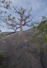 Gyrocarpus americanus sphenopterus