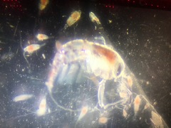 Hyperiidae