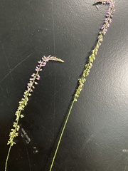 Polygala appendiculata