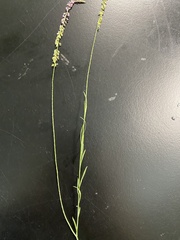 Polygala appendiculata