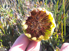 Protea effusa