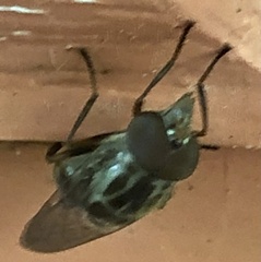 Copestylum chalybescens