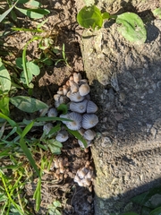 Coprinellus