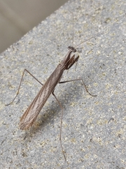 Musoniella
