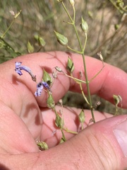 Penstemon ambiguus