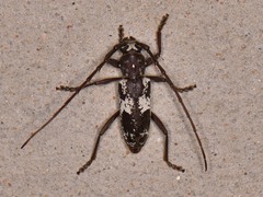 Enaphalodes taeniatus