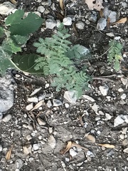 Desmanthus leptolobus