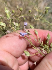 Penstemon ambiguus