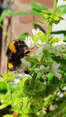 Bombus terrestris