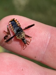 Leptoglossus clypealis