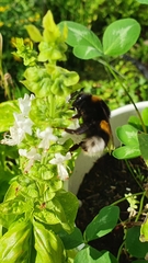 Bombus terrestris