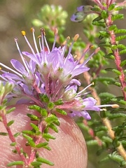 Agathosma cerefolium