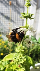 Bombus terrestris