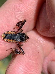 Leptoglossus clypealis