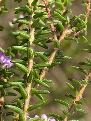 Agathosma cerefolium