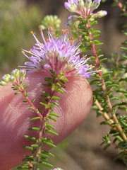 Agathosma cerefolium