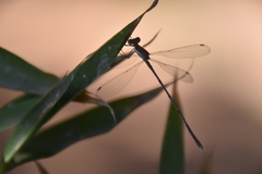 Lestes ochraceus