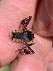 Leptoglossus clypealis