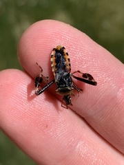 Leptoglossus clypealis