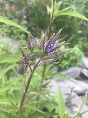 Verbena hastata