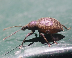 Otiorhynchus pseudonothus