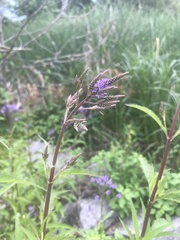Verbena hastata
