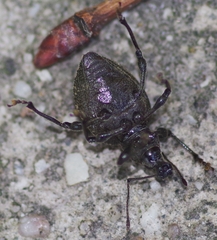 Otiorhynchus pseudonothus