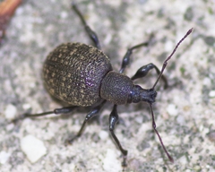 Otiorhynchus pseudonothus