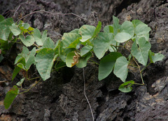 Cissus reniformis