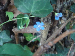 Omphalodes
