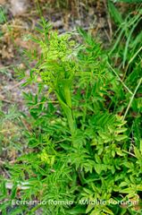 Angelica angelicastrum