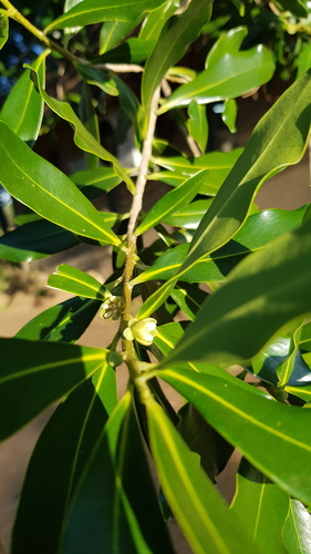 Pepper bark tree (Warburgia salutaris)