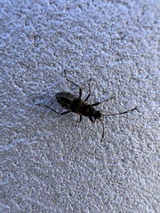 Beosus maritimus