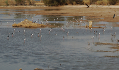 Himantopus himantopus