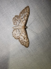 Idaea moniliata