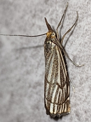 Chrysocramboides craterella