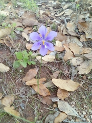 Tigridia longispatha