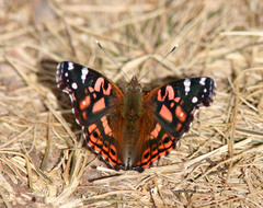 Vanessa altissima