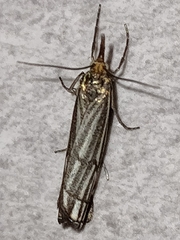 Chrysocramboides craterella