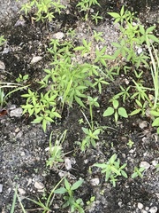 Ipomoea heptaphylla