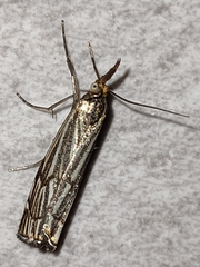 Chrysocramboides craterella