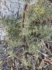 Echinops spinosissimus