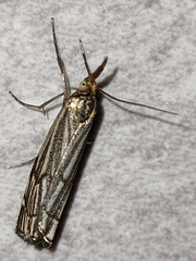 Chrysocramboides craterella