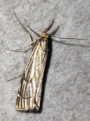 Chrysocramboides craterella