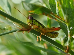 Micropodisma salamandra