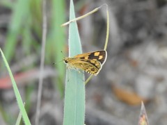 Taractrocera ceramas