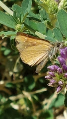 Piruna pirus