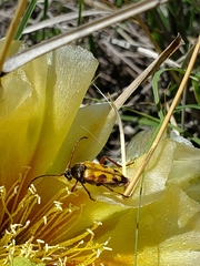 Typocerus octonotatus