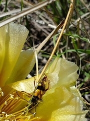 Typocerus octonotatus