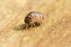 Armadillidium pictum